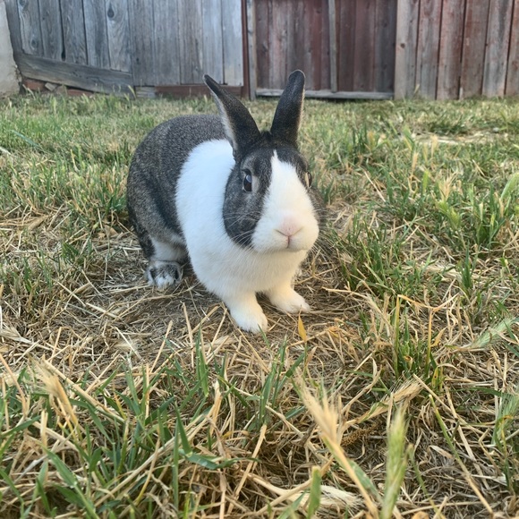 1/2 lb Rabbit Fertilizer - Picture 4 of 7